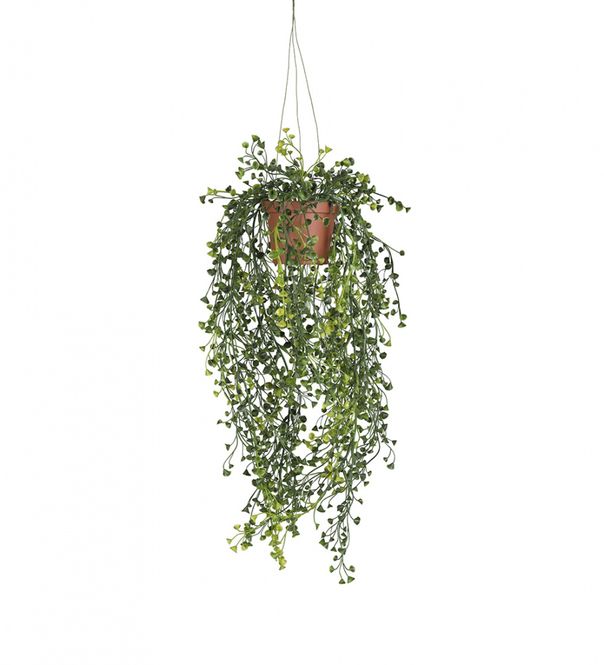 Hovedbilde Hengeplante 60cm Cucullata