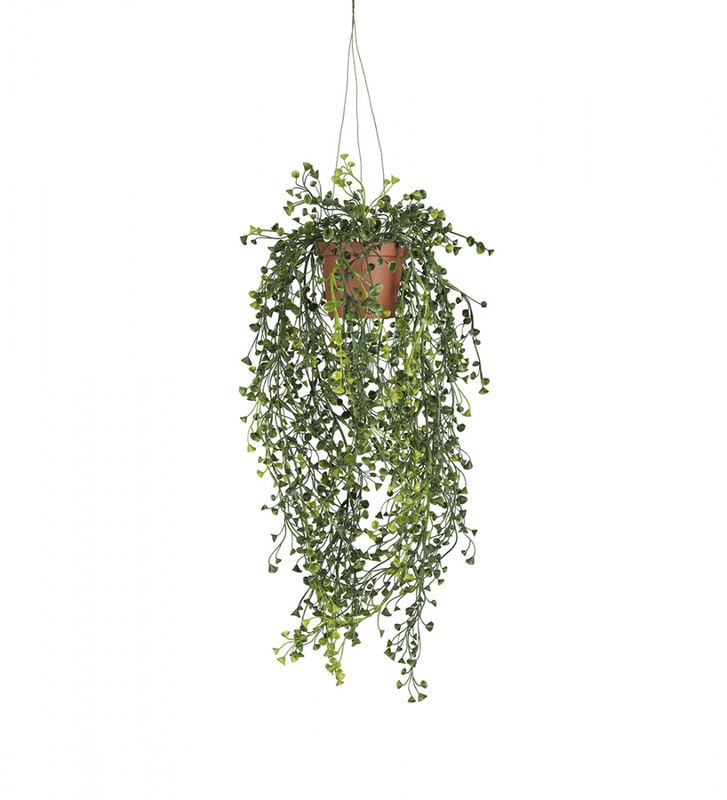 Hengeplante 60cm Cucullata