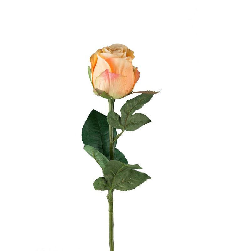 Rose Fersken 50cm 