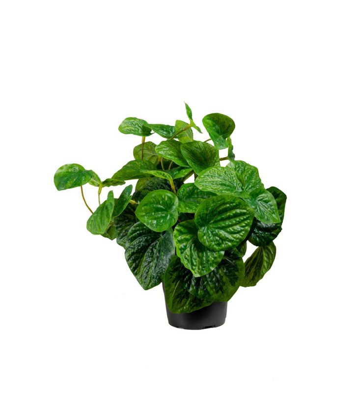 Peperomia 25 cm