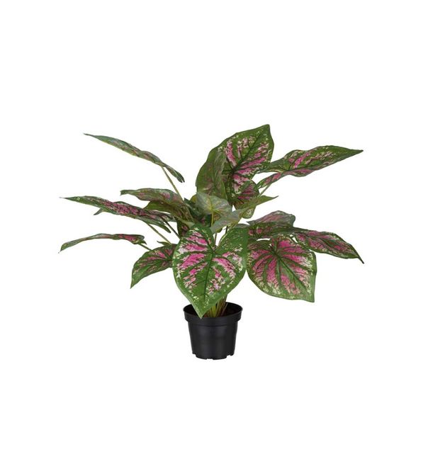Hovedbilde Caladium 40 cm