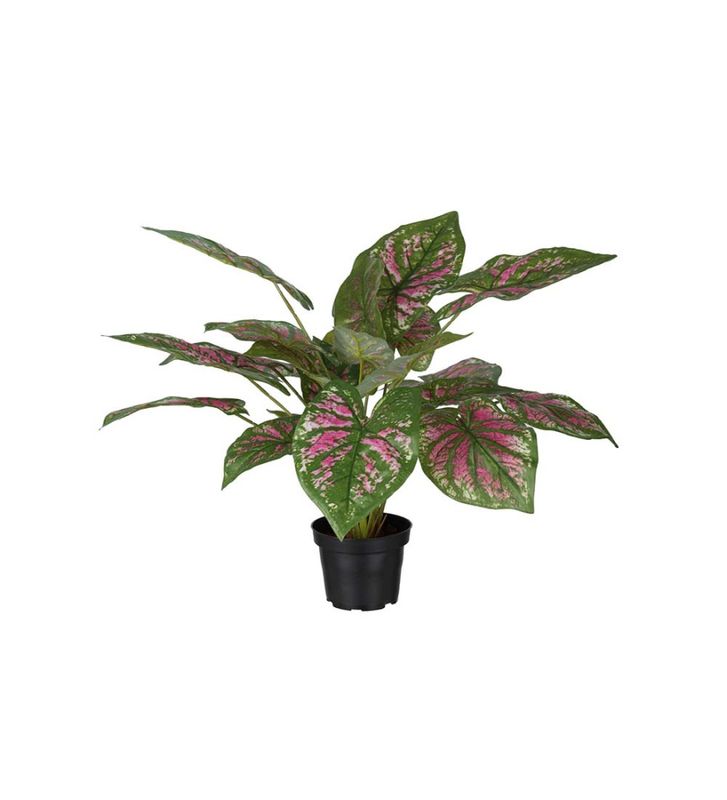 Caladium 40 cm