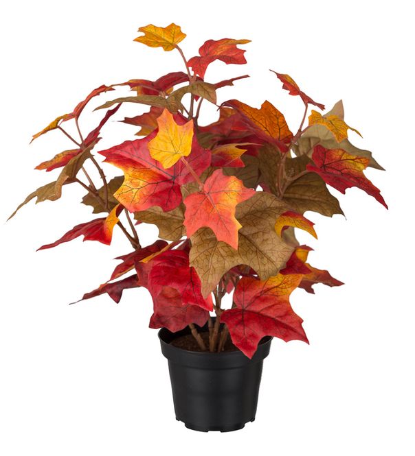 Hovedbilde Lønn høstløv 35cm