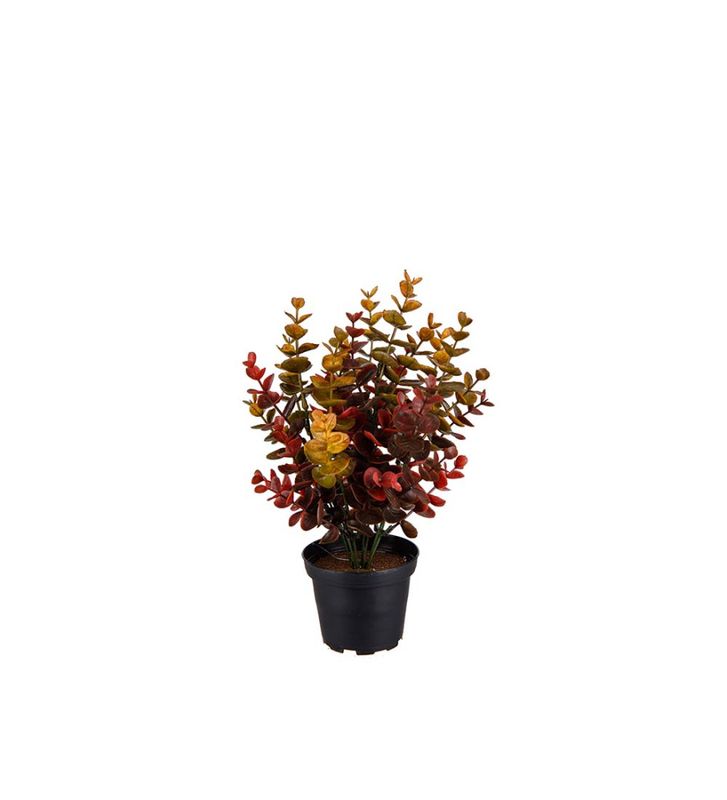 Eucalyptus 30cm