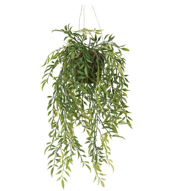 Hovedbilde Hoya 47cm