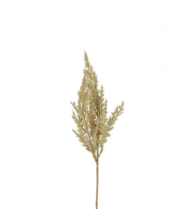 Hovedbilde Pampasgress natur 35cm